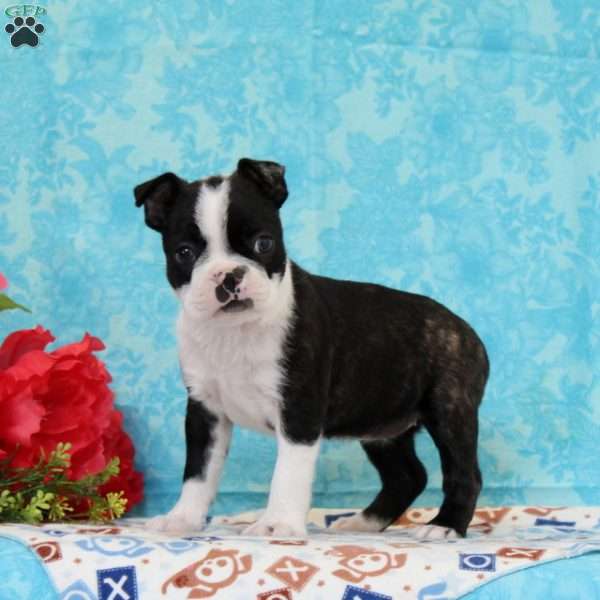 Debra, Boston Terrier Puppy